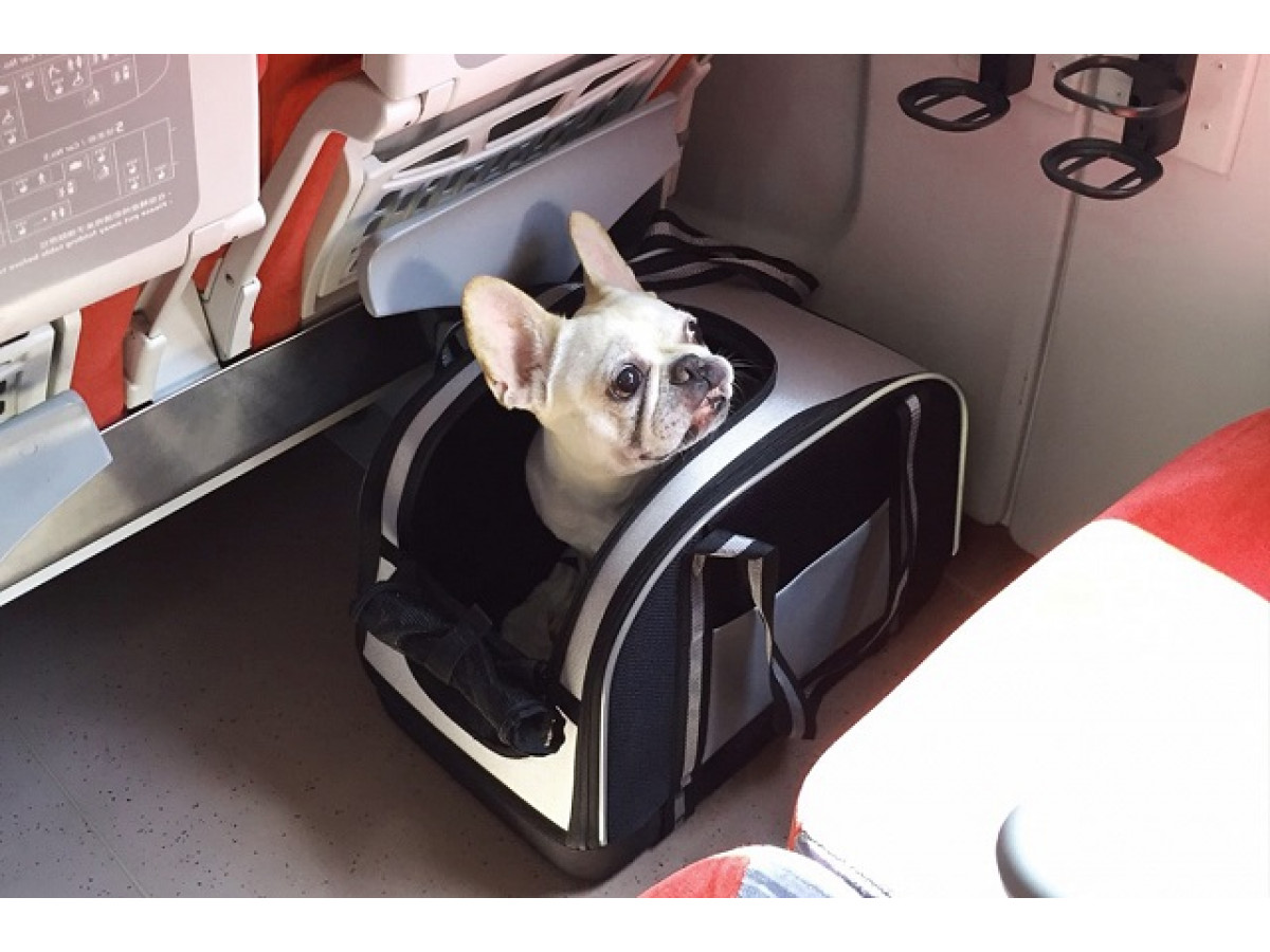 Choosing the Right Carrier for Your French Bulldog